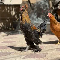 خروس پاپر و کاکلی چهل تاج|حیوانات مزرعه|شیراز, غدیر جنوبی|دیوار