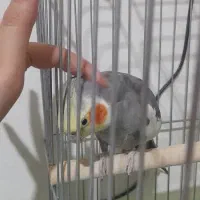 عروس هلندی|پرنده|مریوان, |دیوار