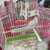 عروس و مرغ عشق