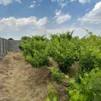 فروش-زمین-290متری