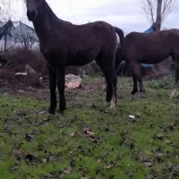 فروش اسب کره پر خون