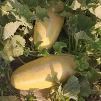 خربزه مشهدی