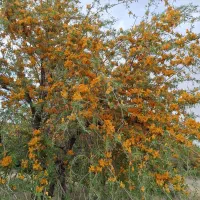 دهکده-مهندسان-هفت-باغ