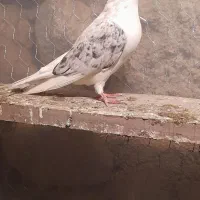 کبوتر های پرشی عالی ساعت بالا|پرنده|مشگین شهر, |دیوار