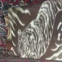 تعدادی پتوی،درحدنو با قیمت مناسب
