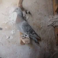 کفتر کبوتر بهبونی|پرنده|مرودشت, تخت جمشید|دیوار