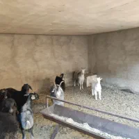 بره و برغاله|حیوانات مزرعه|پاکدشت, حصار امیر|دیوار