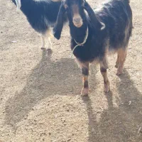 بز سه شیره|حیوانات مزرعه|ماهیدشت, |دیوار