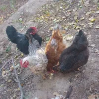 مرغ محلی تخمگذار|حیوانات مزرعه|خسروشاه, |دیوار