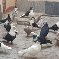 کفتر  کله سفید کاکولی و افغانی