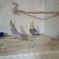 عروس هلندی مولد|پرنده|کرمان, |دیوار