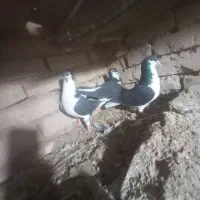 باسلام چند عددکبوترساده کالولی وساده سیاوافشون|پرنده|جلگه رخ, |دیوار