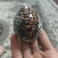 تزئینات|کلکسیون اشیاء عتیقه|کرج, حصارک پایین|دیوار