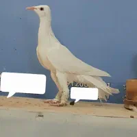 کبوتر زینتی