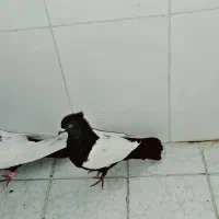 نرو ماده سینه سیاه|پرنده|گلباف, |دیوار