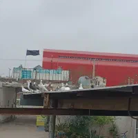 کبوتر همه مدل