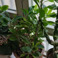 فروش گل و گلدان|گل و گیاه طبیعی|شاهرود, |دیوار