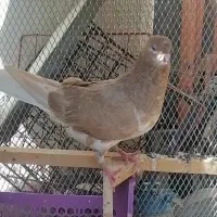 شهری زرد ماده