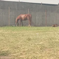 فروش مادیون با کره مادیان|اسب و تجهیزات اسبسواری|سیلاخور, |دیوار