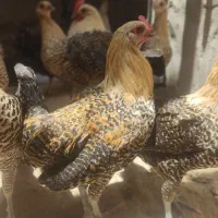 خروس براکل رنگ طلایی