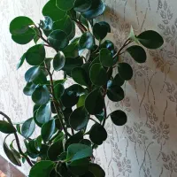 گل وگیاه|گل و گیاه طبیعی|مسجد سلیمان, |دیوار
