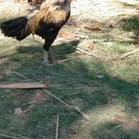 مرغ خروس|حیوانات مزرعه|بمپور, |دیوار