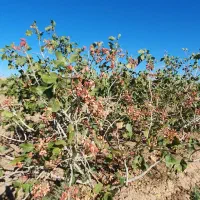 باغ پسته  قیمت توافقی|فروش دفتر صنعتی، کشاورزی، تجاری|شادمهر, |دیوار