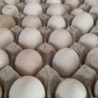 تخم مرغ گلین طوسی و خال سوزنی