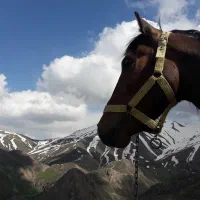 اسب عشایری|اسب و تجهیزات اسبسواری|چهارباغ, |دیوار