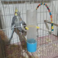 عروس،هلندی|پرنده|شاهینشهر, اقبال لاهوری|دیوار