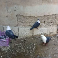 کبوتر کربلایی