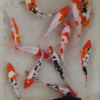 ماهی امور وکپور کوی