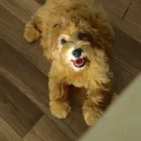 سگ پودل تمیز مرتب