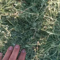 فروش یونجه