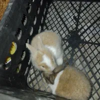 خرگوش نی نی|موش و خرگوش|برازجان, |دیوار