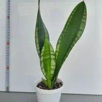 سانسوریا|گل و گیاه طبیعی|تهران, بنی‌هاشم|دیوار