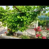 فروش آب کشاورزی گلمکان ..عیش آباد