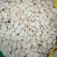 لوبیا کشاورزی