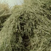 یونجه|لوازم جانبی حیوانات|رشت, لاکان|دیوار