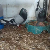 کبوتر دمسفید|پرنده|دوگنبدان, |دیوار