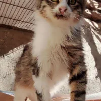 گربه‌گمشده‌‌اطراف‌هله‌سرا.میدان‌فوتبال‌شلقون|گربه|چوبر, |دیوار