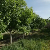 باغ-فروشی-در-توس