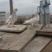 جفت هفت رنگ فری لیمویی عتیقه