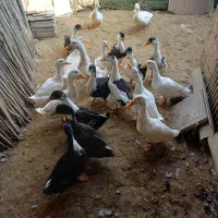 تعدادی اردک جوان