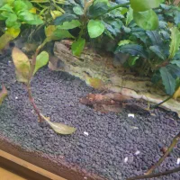 ماهی کت فیش، انواع انوبیاس، ماهی های مخصوص پلنت