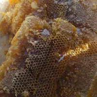 عسل کوهستان وحشی با کندو|خوردنی و آشامیدنی|رامشیر, |دیوار