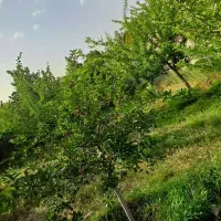 باغ فروشی شهرک صنعتی کورده باآب وبرق|فروش خانه و ویلا|مشهد, میان ولایت|دیوار