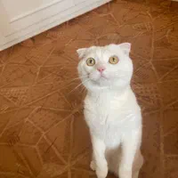 گربه اسکاتیش