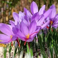 توزیع گل زعفران سیدی