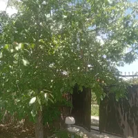 سرایداری و باغبانی در دماوند